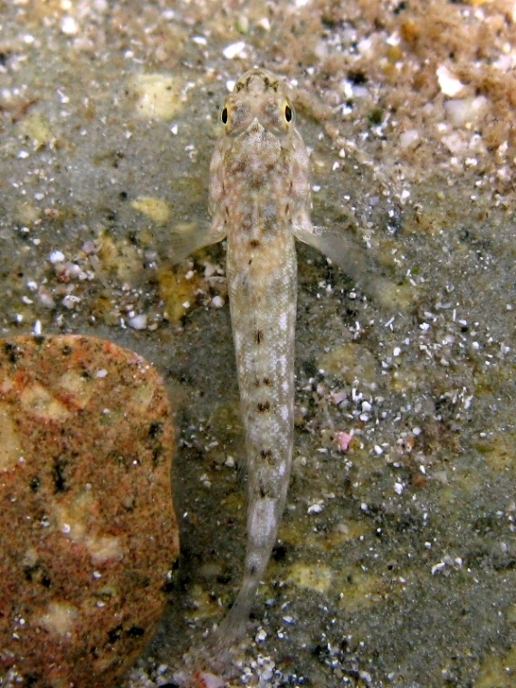 juvenile Gobius cobitis